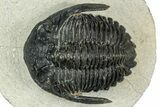 Detailed Hollardops Trilobite - Ofaten, Morocco #347779-3